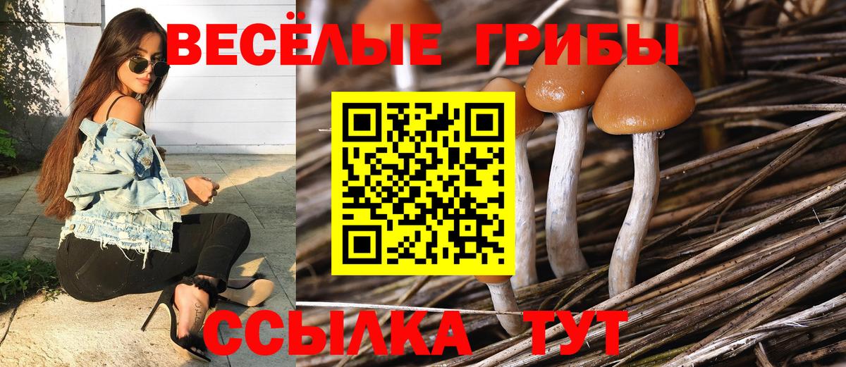 Кудрово  Псилоцибиновые грибы Cubensis  Вход с VPN 